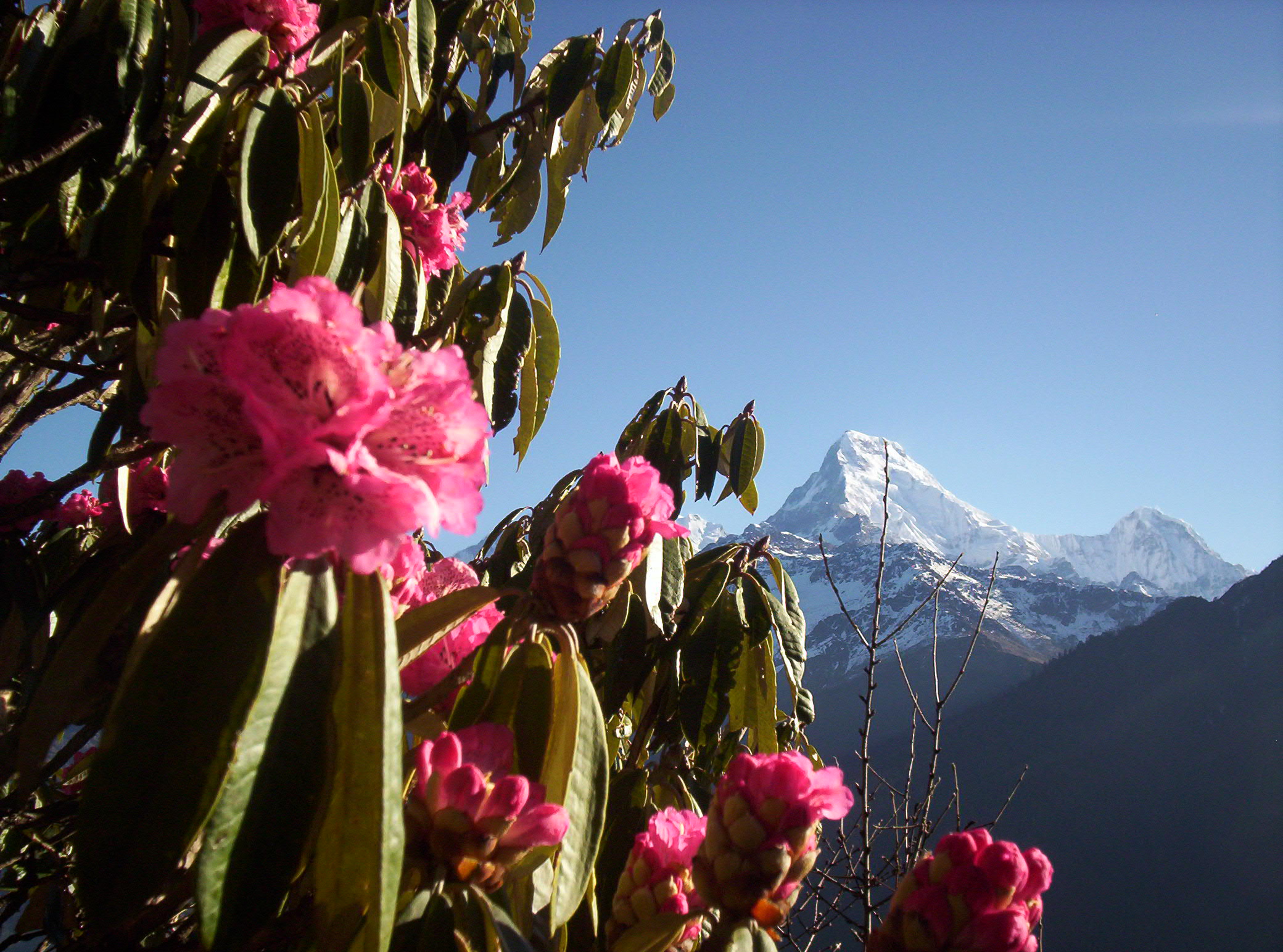 Close-up of Nepal's national flower rhododendron arboreum blooming during spring trekking season